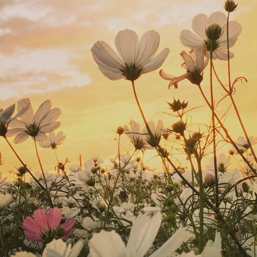 A field of white daisies and a single pink flower silhouetted against a beautiful sunset with orange and yellow hues in the sky.