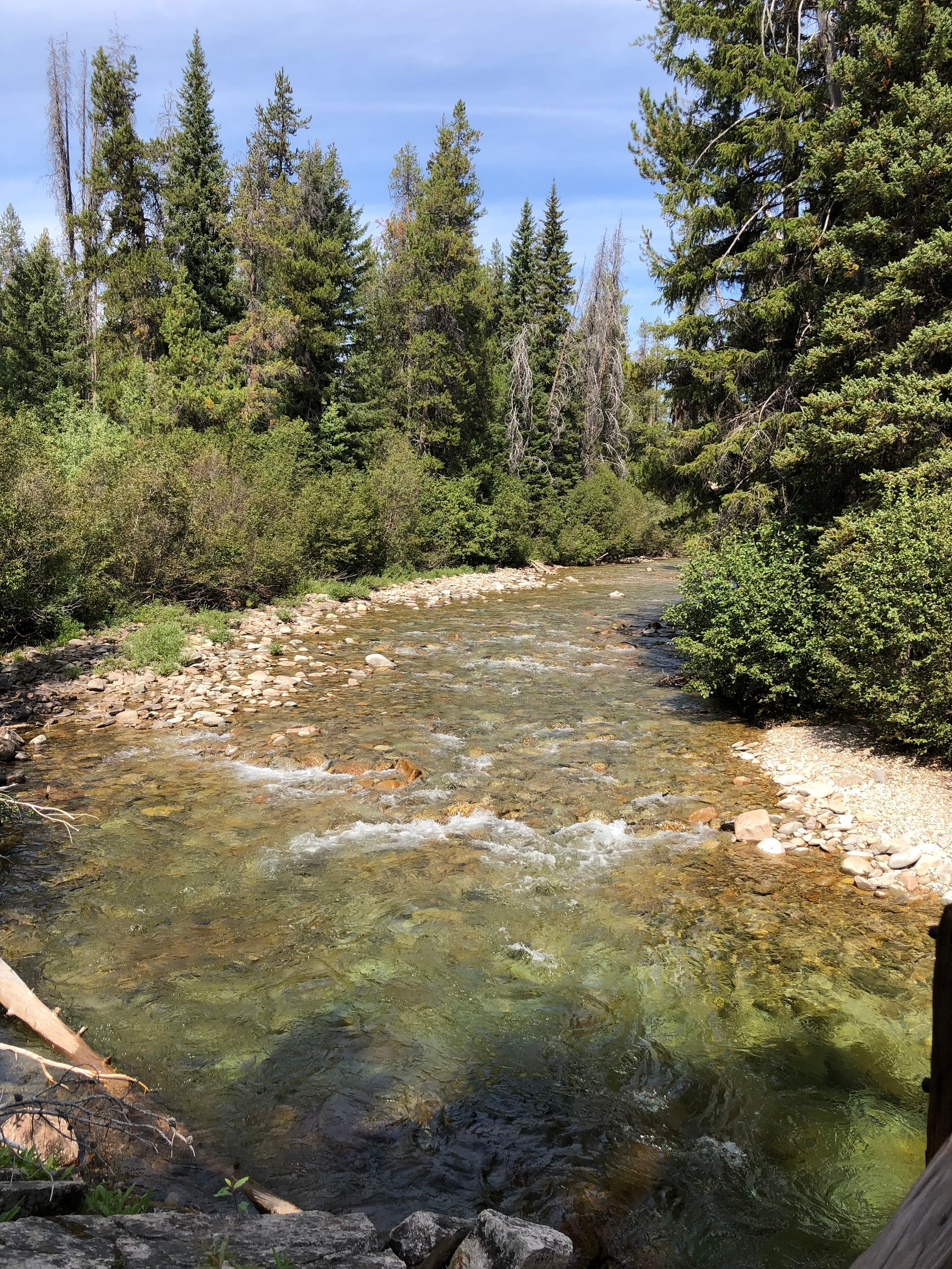 A serene river flows through a forest with tall trees and rocky banks. Sunlight glimmers on the clear water, surrounded by lush greenery and a blue sky.