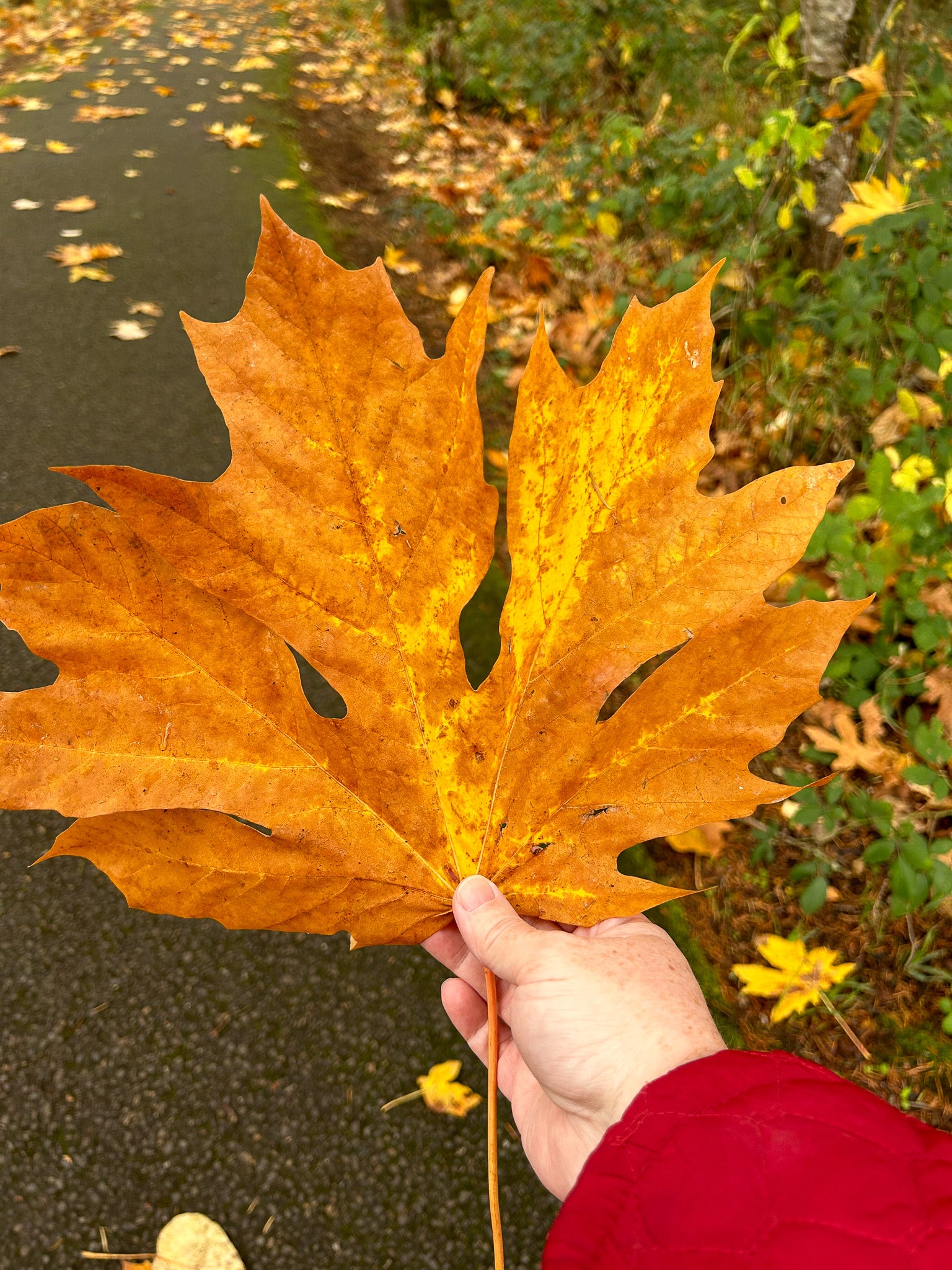 Hand holding a large orange maple leaf with a natural background of leaves and greenery.